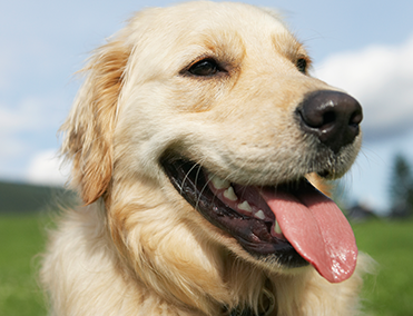 Labrador outside on green grass